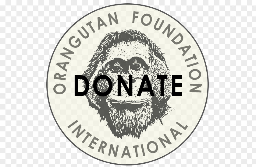 Orangutans Martin City Le Jardin Academy Orangutan Foundation International VegLife KC Antigua Sailing Week PNG