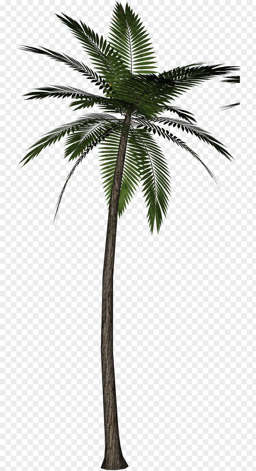 Tree Arecaceae Clip Art PNG