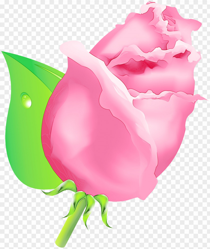 Tulip Flower Rose PNG