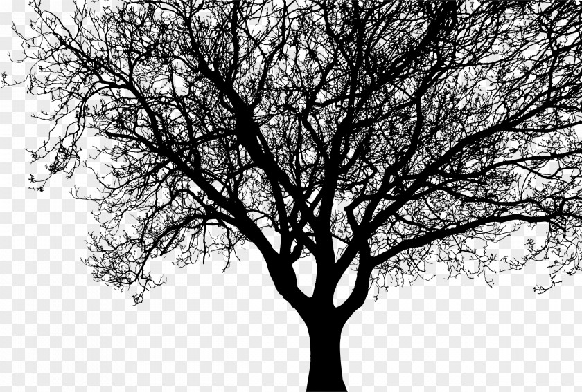 Walnut Silhouette Tree Branch Clip Art PNG