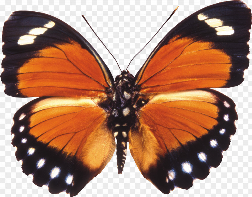 Butterfly Image PNG