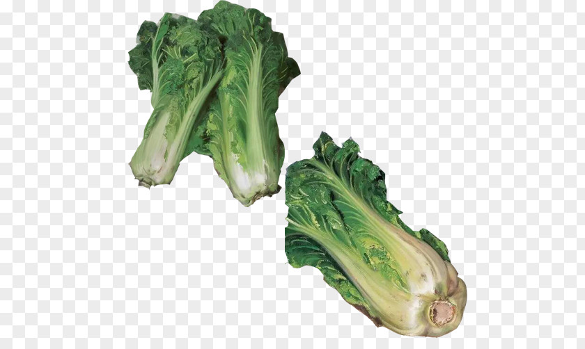 Cabbage Painting Material Picture Romaine Lettuce Spring Greens Napa PNG