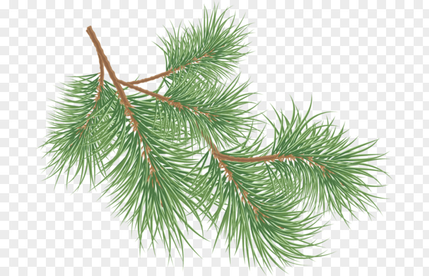 Christmas Conifer Cone Pine PNG