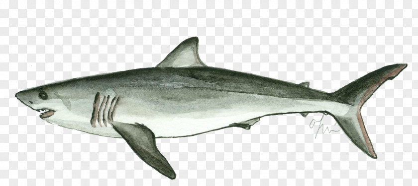 Isurus Oxyrinchus Tiger Shark Great White Squaliform Sharks Lamniformes PNG