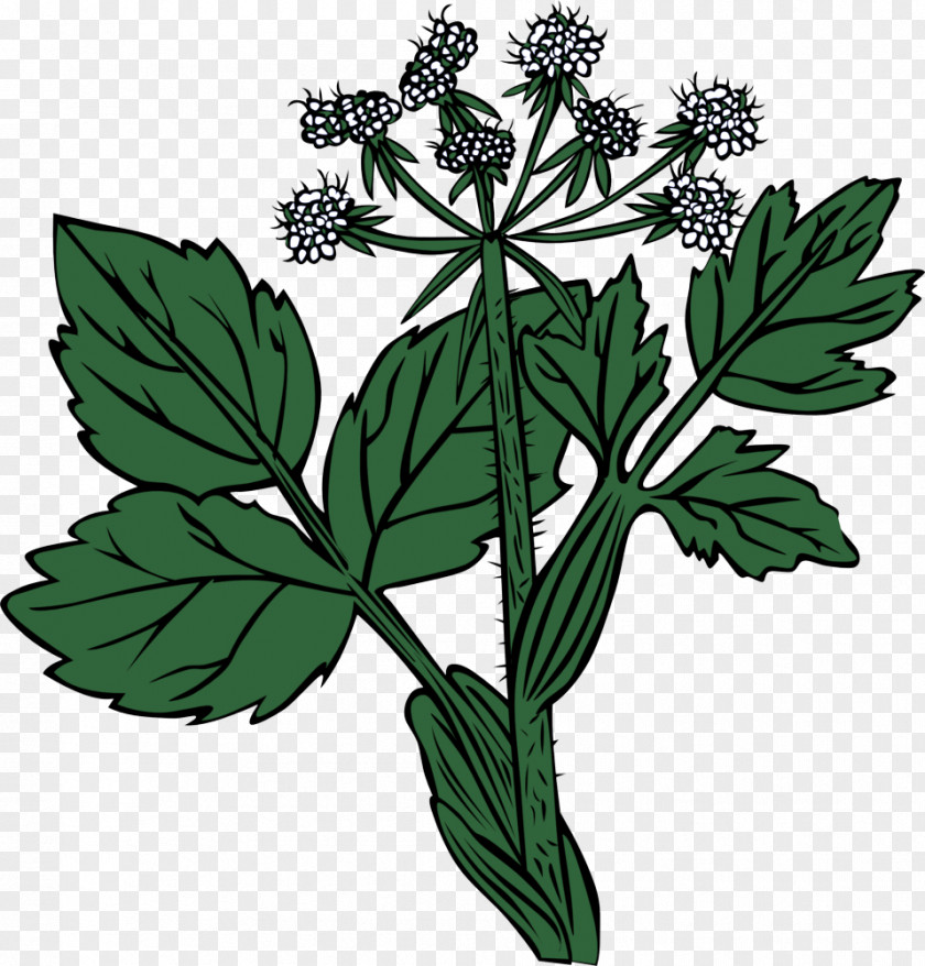 Lovage Parsley PNG