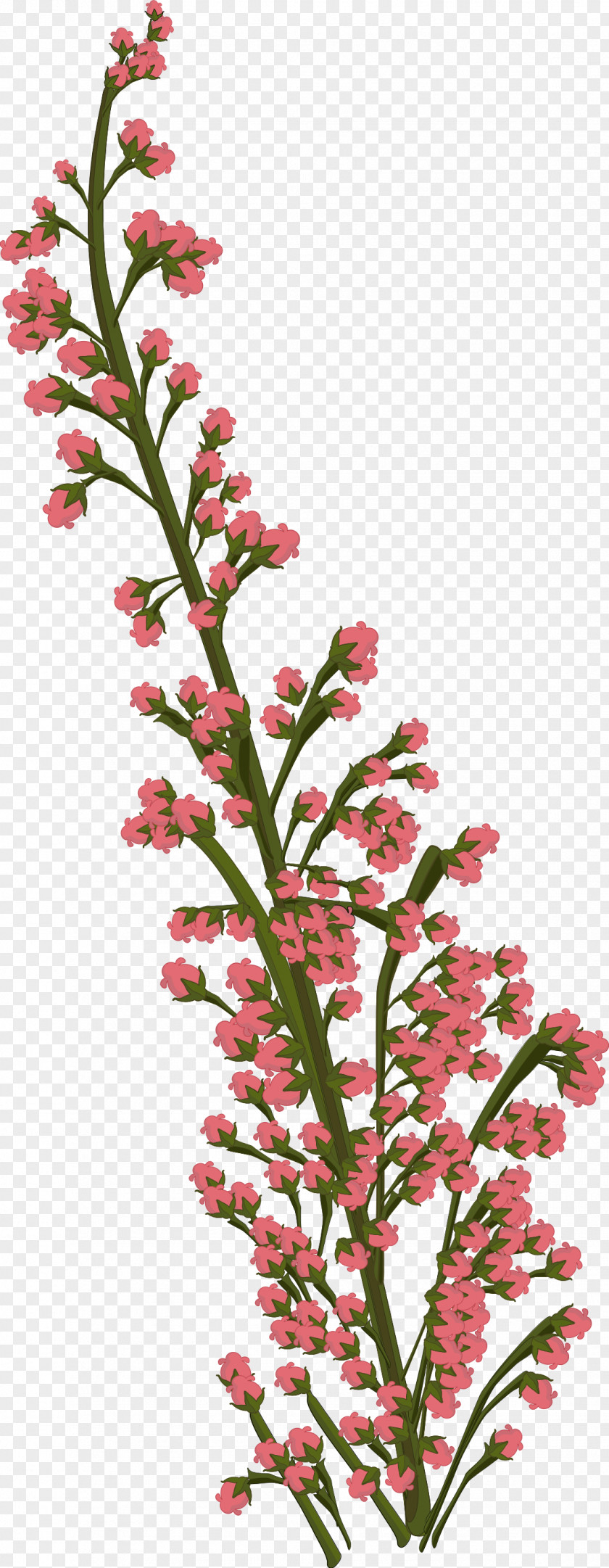 Plant Flower Petal Drawing PNG