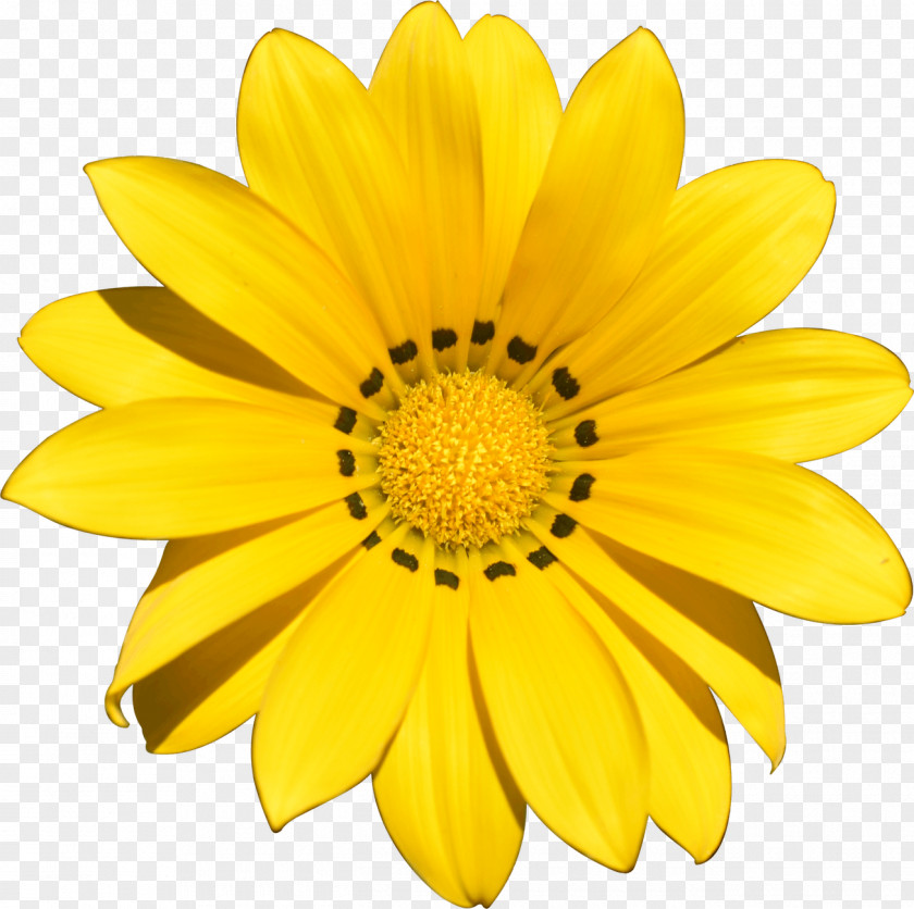 YELLOW Flower Yellow Stock Photography Transvaal Daisy Clip Art PNG