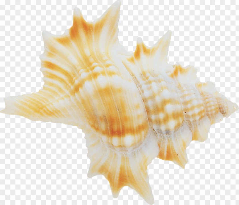 Beach Seashell Conchology Sea Snail PNG