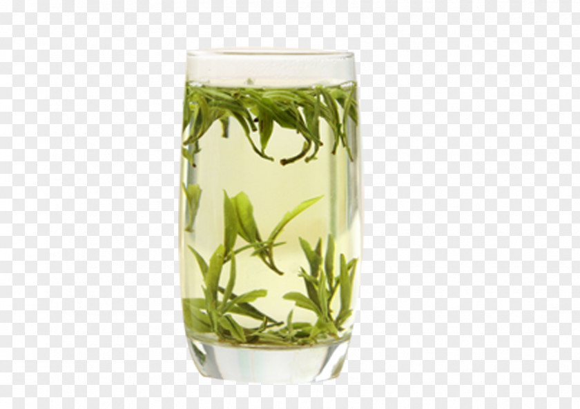 Delicious Green Tea Huangshan City Huoshan County Maofeng PNG
