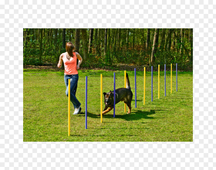 Dog Agility Cat Food Pet PNG