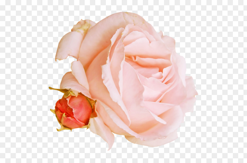 Garden Roses Cabbage Rose Cut Flowers Petal PNG