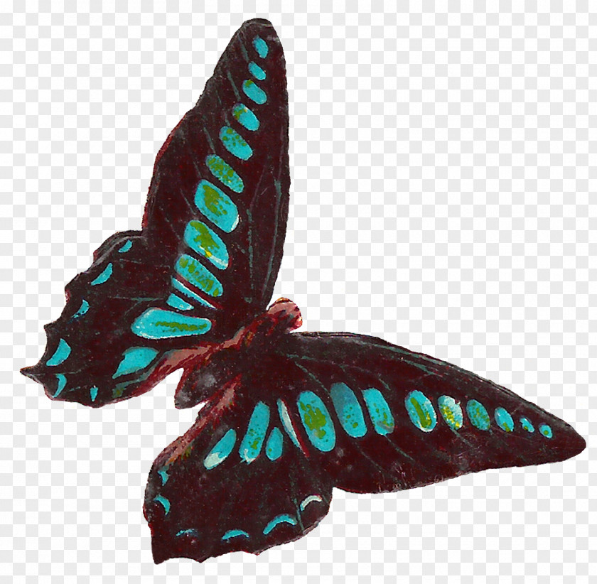 Lovely Insects We Delight In The Beauty Of Butterfly, But Rarely Admit Changes It Has Gone Through To Achieve That Beauty. Moth Clip Art PNG