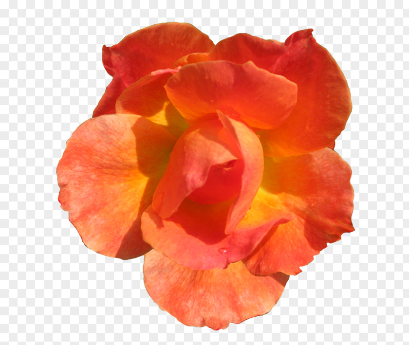 Orange Flower Rose Red Clip Art PNG