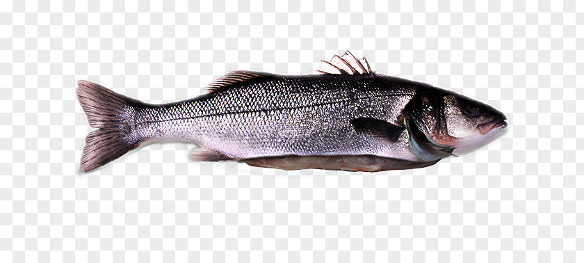 Rayfinned Fish Herring Bass Products Oily PNG