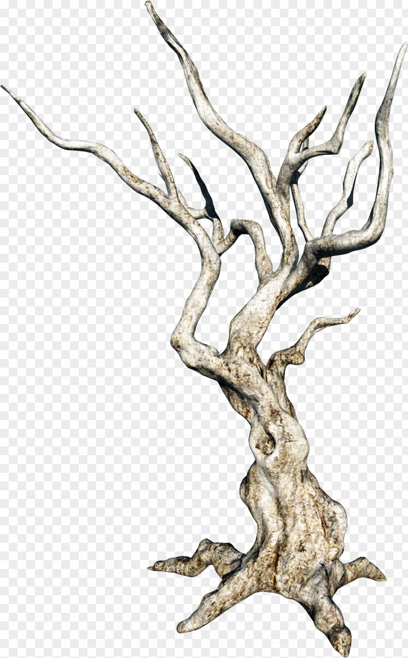 Tree Branch Image Twig PNG