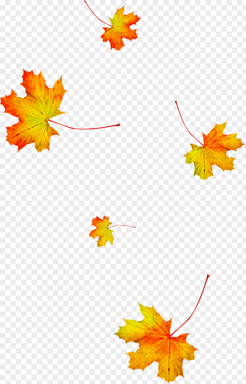 Autumn Maple Leaf PNG