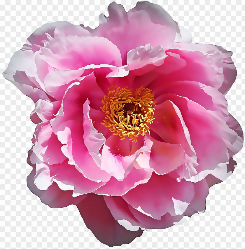 Chinese Peony Rose Family PNG