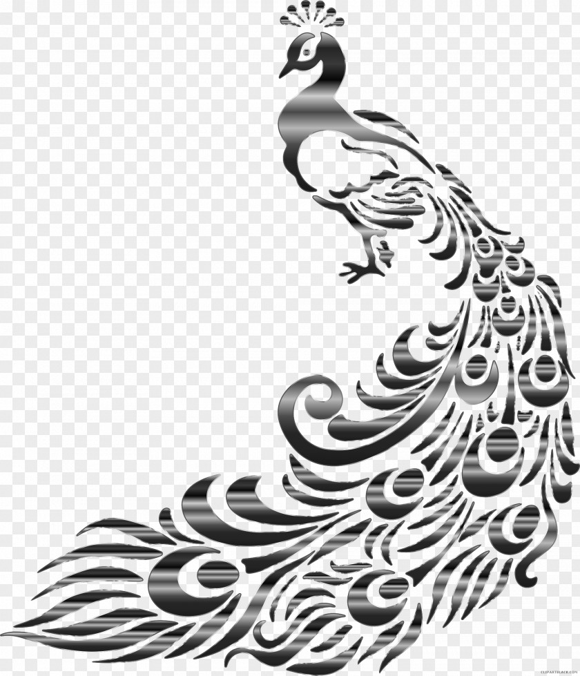Design Drawing Asiatic Peafowl Clip Art Graphics PNG