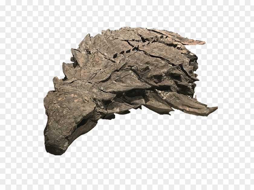 Dinosaur Bones Fossil Reptile Hadrosaurus PNG