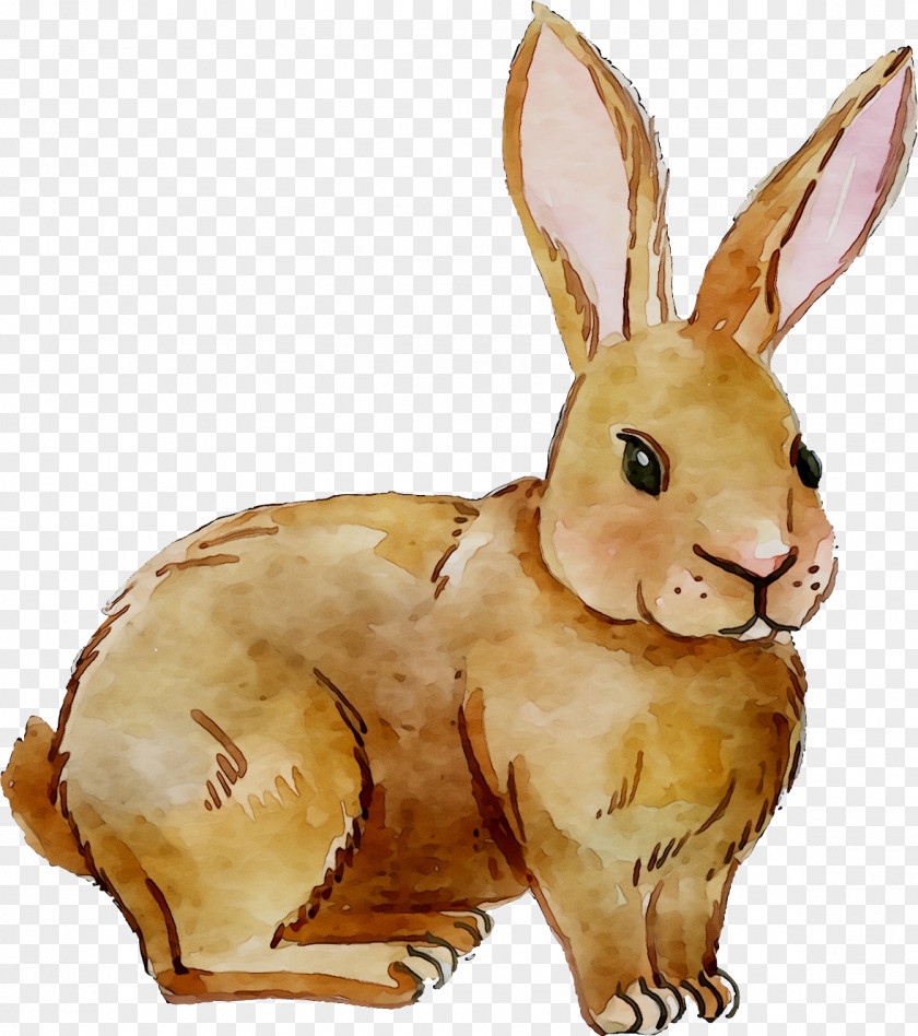 Domestic Rabbit Easter Bunny Hare Fauna PNG