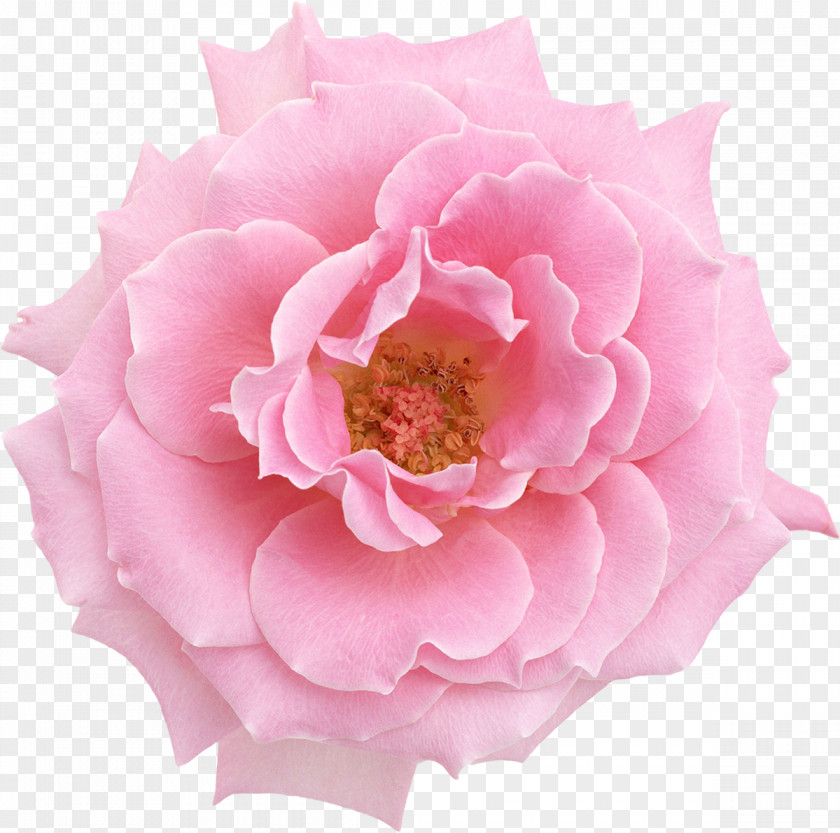 Pink Rose Flowers Oil Painting PNG