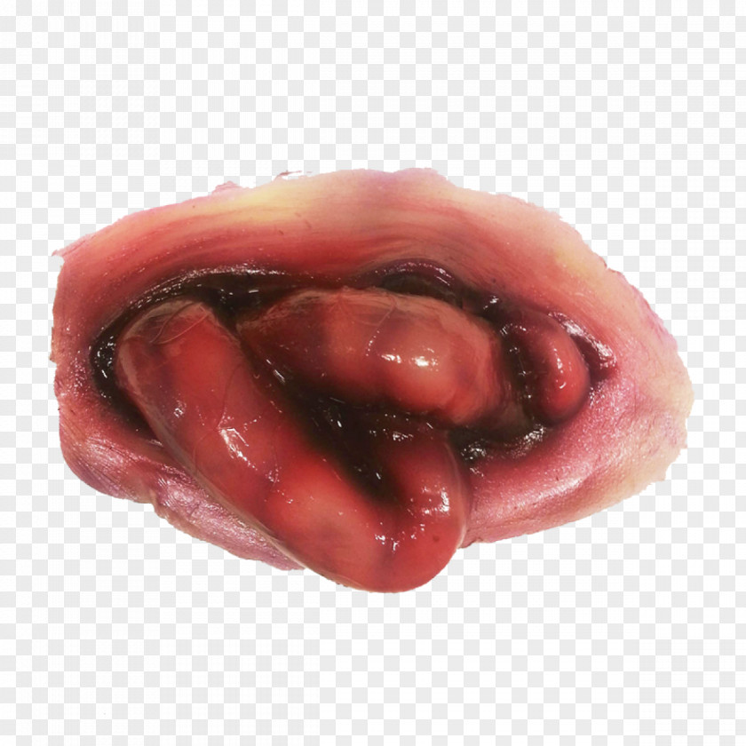 Small Intestine Prosthetic Makeup Special Effects Gastrointestinal Tract Lip PNG