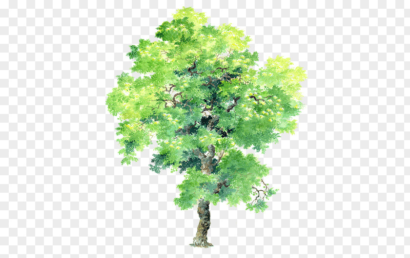 Vector Big-leaf Acacia Tree Free Buckle Material Plant Bauhinia Variegata × Blakeana PNG