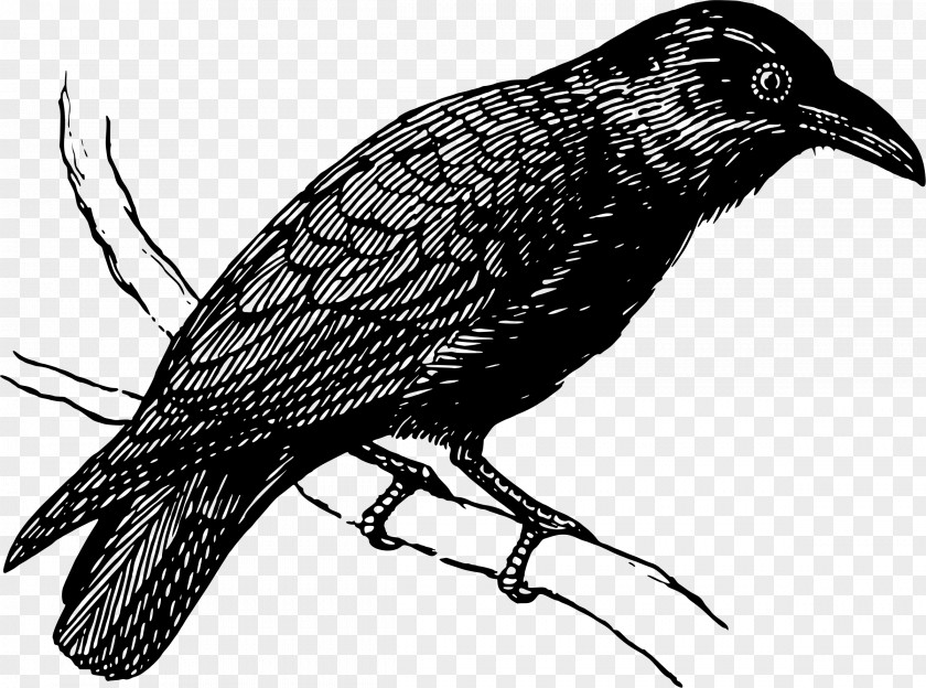 Drawings Bird American Crow Drawing Common Raven Clip Art PNG