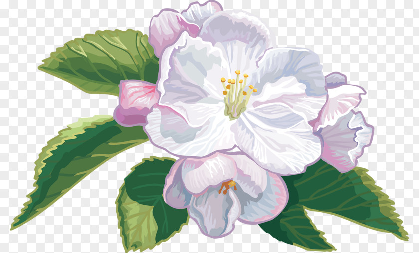 Flower Blossom Cape Jasmine Apples Clip Art PNG