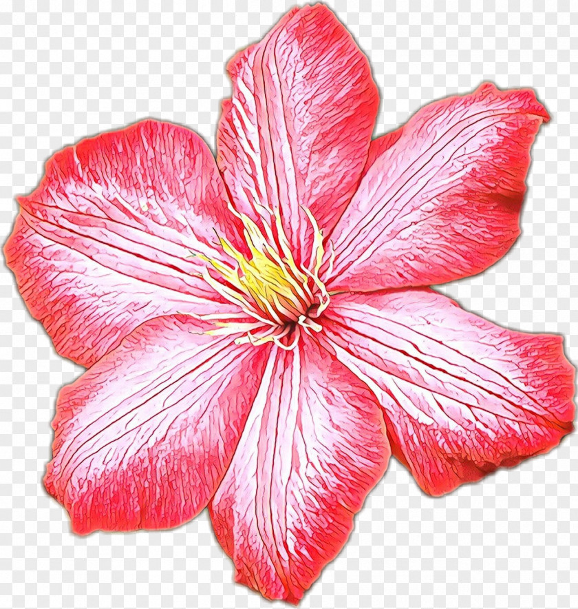 Herbaceous Plant Clematis Petal Flower Pink Hawaiian Hibiscus PNG