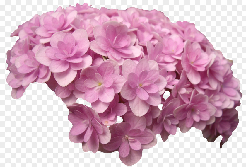 Hydrangea French Pink Flowers Petal Cut PNG