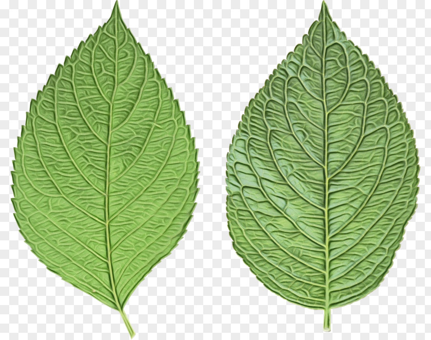 Leaf Drawing Texture PNG