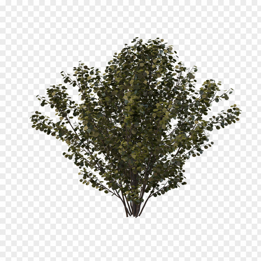 Plant Australian Shrubs PNG