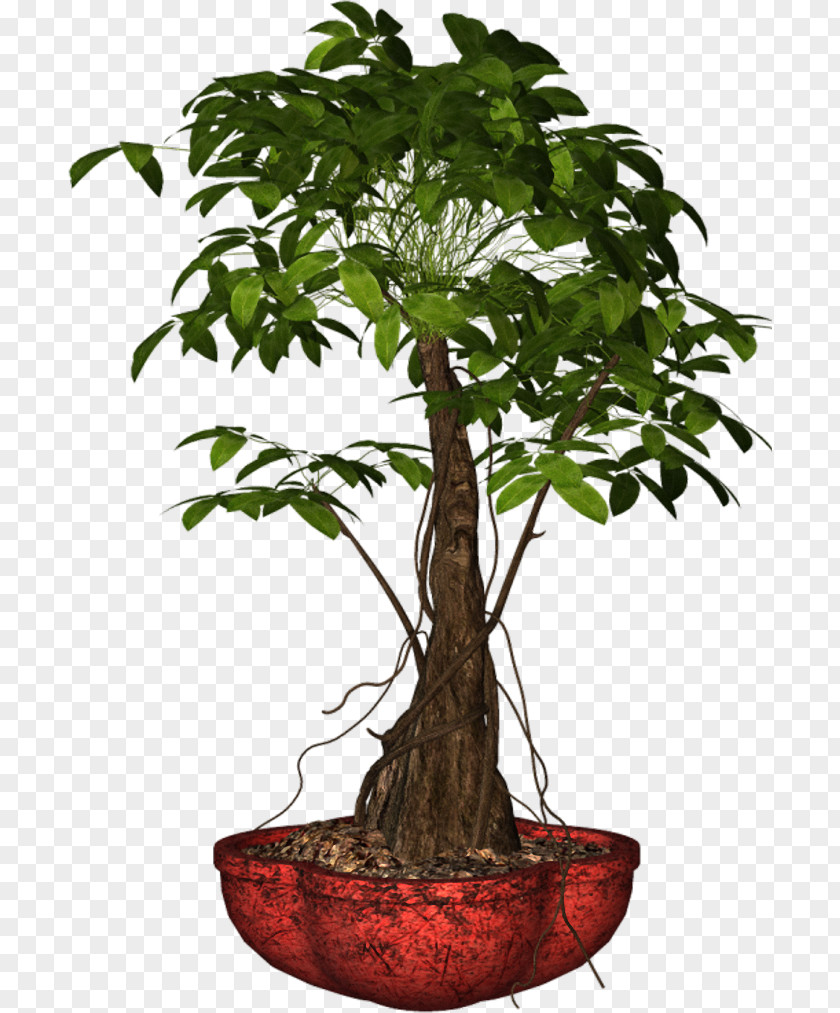 Plants Bonsai Flowerpot Houseplant PNG