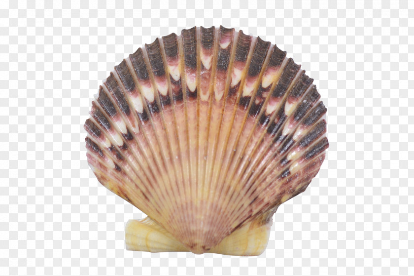 Seashell Clam Cockle Pecten Oyster PNG