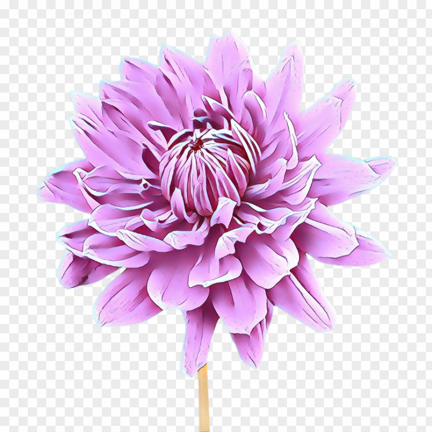 Dahlia Chrysanthemum Cut Flowers Purple PNG