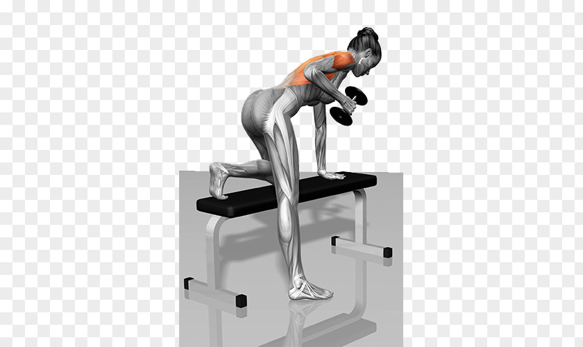 Dumbbell Pictures Muscle Bent-over Row Physical Exercise PNG