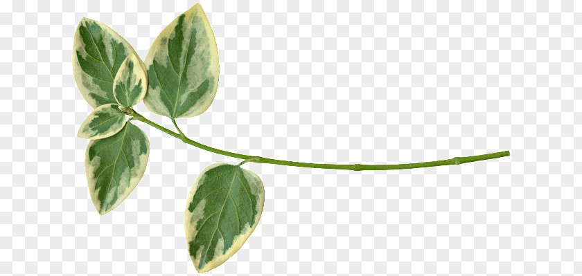 Follaje Leaf Plant Stem Herb PNG