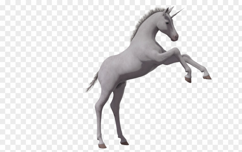 Horse Foal Unicorn Colt PNG