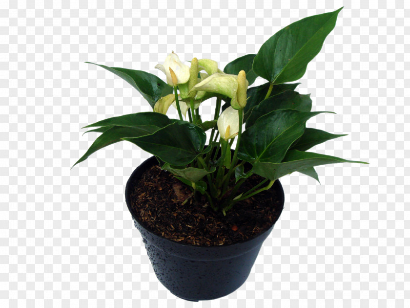 Plant Succulent Ornamental Leaf Stevia PNG
