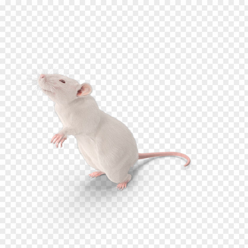 Rat Mouse Brown Laboratory Murids Rodent PNG