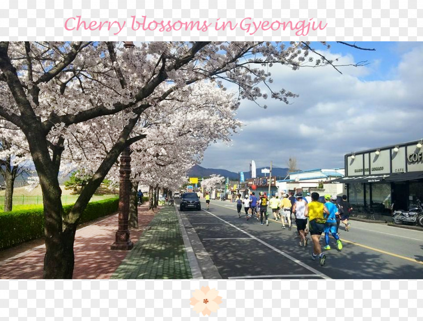 Cherry Blossom Recreation ST.AU.150 MIN.V.UNC.NR AD PNG