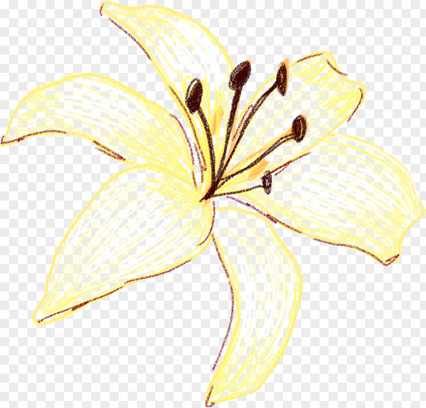 Lily Yellow Flower Petal Plant PNG