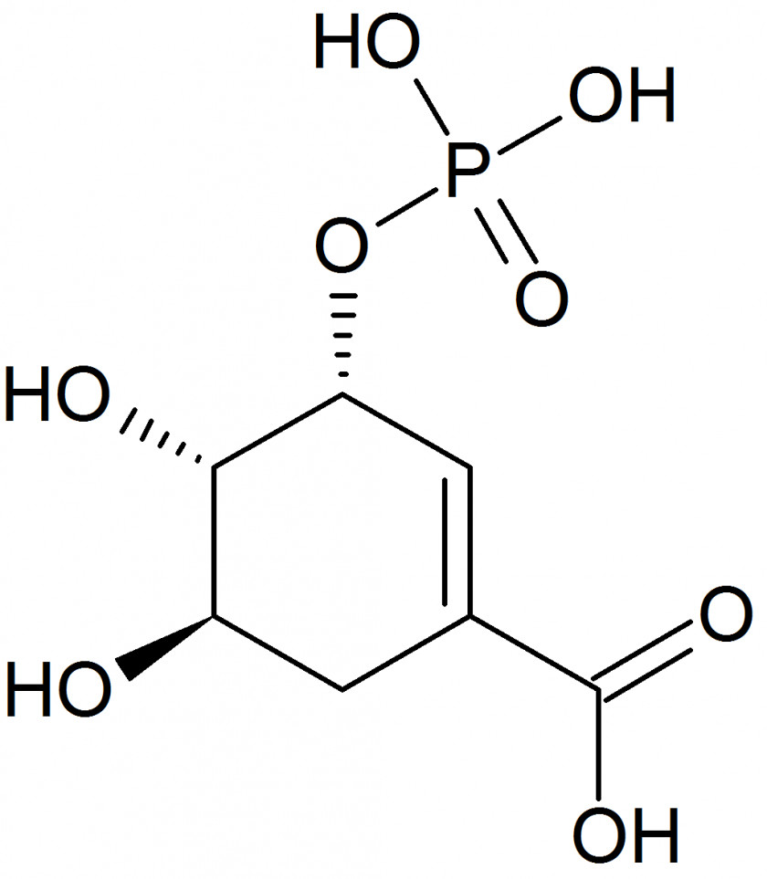 Muconic Acid Aspartic Dicarboxylic PNG