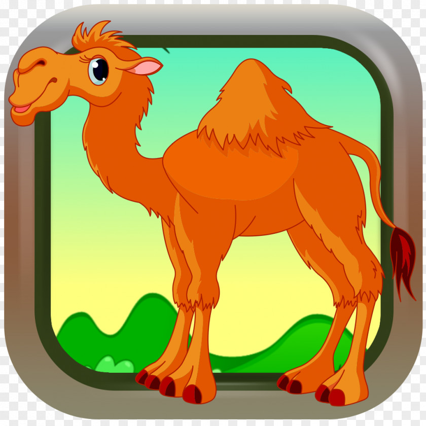 Camels Dromedary Baby Gnome (game For Babies) Animal Vertebrate PNG