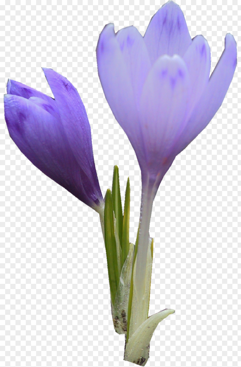 Crocus Flower Violet Purple Lavender PNG