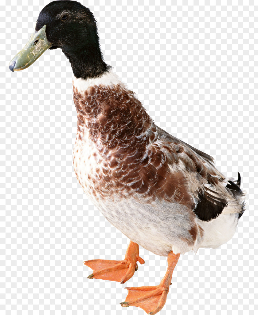 Duck Mallard American Pekin Clip Art PNG