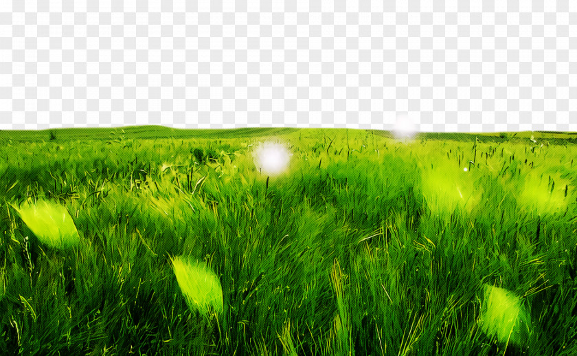 Ecoregion Vegetation Grassland Barley Computer PNG