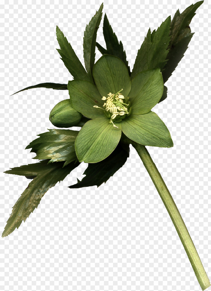 Flower Flowering Plant Stem Herbaceous PNG