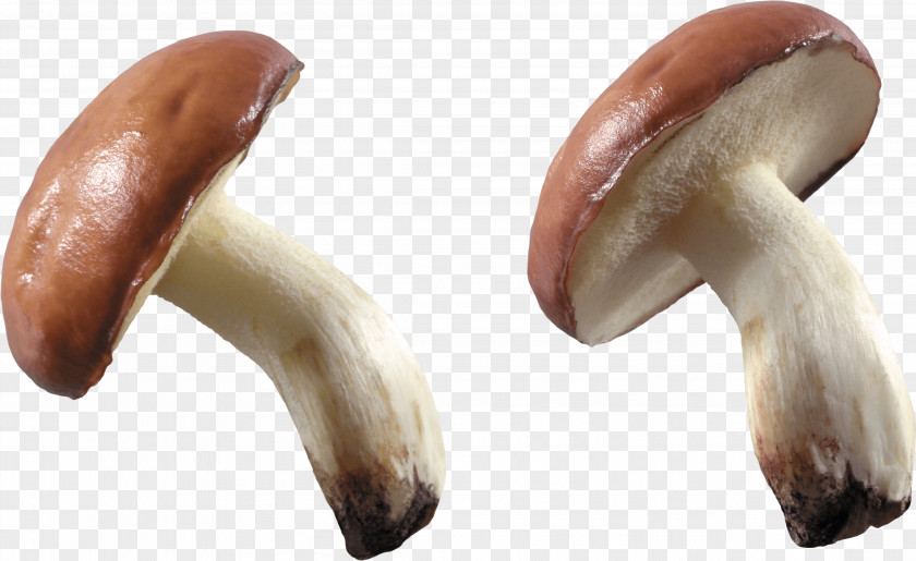Mushroom Image Fungus Wallpaper PNG